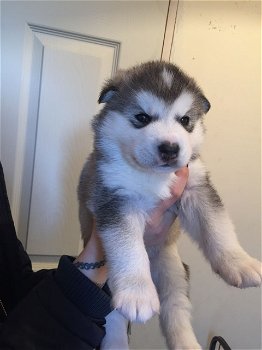 Alaskan Malamute-puppy's - 0