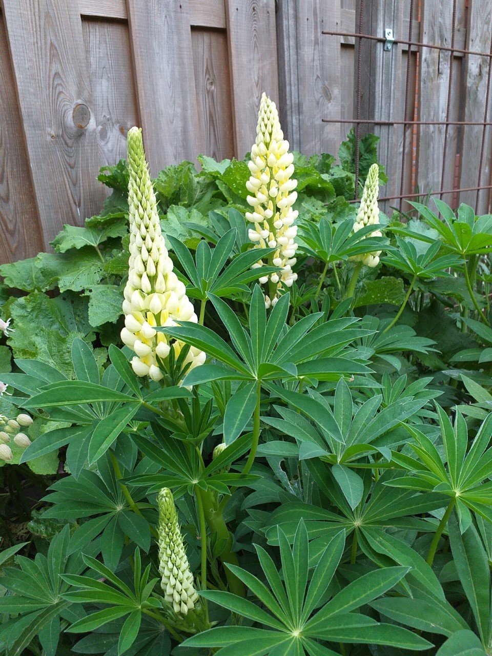 Zaden van LUPINE (15) - nr. 1