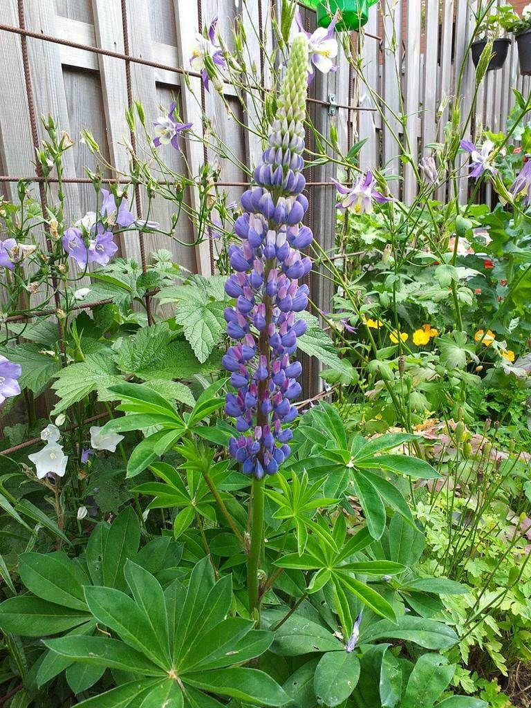 Zaden van LUPINE (15) - Afbeelding 2