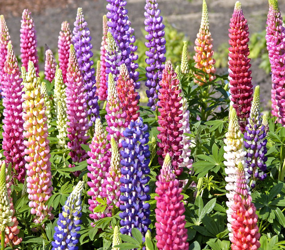 Zaden van LUPINE (15) - Afbeelding 3