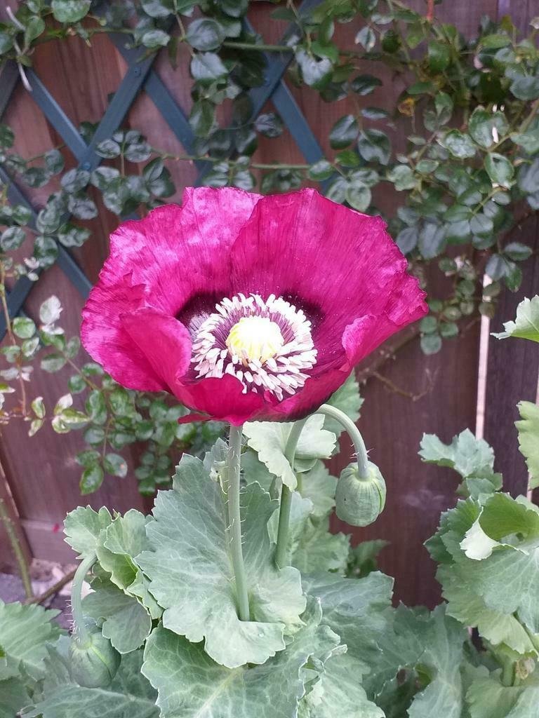 Zaden van Papaver (mix) - Afbeelding 2