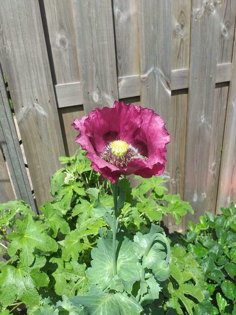 Zaden van Papaver (mix) - Afbeelding 4