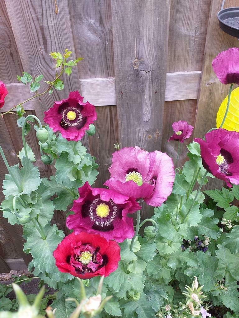 Zaden van Papaver (mix) - Afbeelding 5