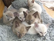 Speelse Tonkinese kittens