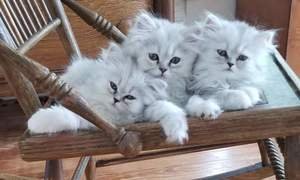 Perzische kittens beschikbaar. - 0