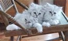 Perzische kittens beschikbaar. - 0 - Thumbnail