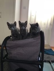 Geweldige zeer aanhankelijke Russische blauwe kittens.