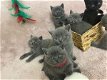 Schitterende raszuivere Britse korthaar kittens - 0 - Thumbnail