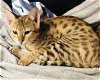 F2 Savannah kittens beschikbaar. - 0 - Thumbnail