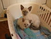 Chocolate Point Siamese Kittens - 0 - Thumbnail