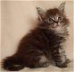 Prachtige stamboom Maine Coons kittens - 0 - Thumbnail