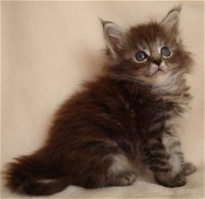 Prachtige stamboom Maine Coons kittens