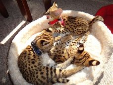 Verbazingwekkende serval en F1 savanne kittens beschikbaar