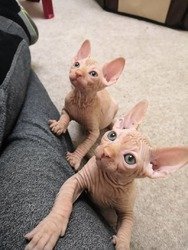 Mannelijke en vrouwelijke sphynx kittens beschikbaar.