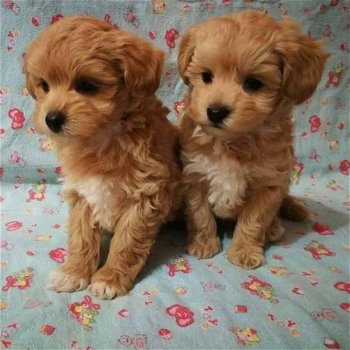 Prachtige Cockapoo-puppy's - 0