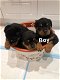 Leuke Rottweiler-pups beschikbaar - 0 - Thumbnail