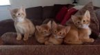 Mannelijke en vrouwelijke Abessijnse kittens - 0 - Thumbnail