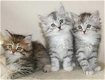 Siberische kittens beschikbaar - 0 - Thumbnail