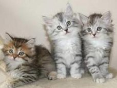 Siberische kittens beschikbaar