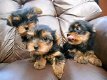 Schattige mannelijke en vrouwelijke theekopje yorkie puppy's - 0 - Thumbnail