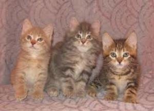 Drie Amerikaanse Bobtail-kittens - 0