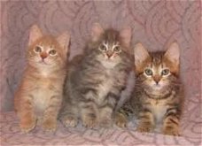 Drie Amerikaanse Bobtail-kittens