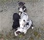 Leuke Border Collie-puppy's - 0 - Thumbnail