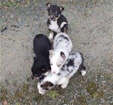 Leuke Border Collie-puppy's