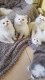 Witte mannelijke en vrouwelijke Perzische kittens - 0 - Thumbnail