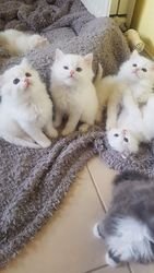 Witte mannelijke en vrouwelijke Perzische kittens