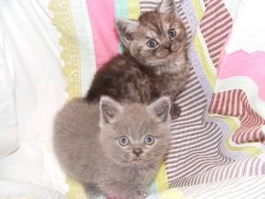 Mooie Britse korthaar kittens beschikbaar. - 0