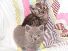 Mooie Britse korthaar kittens beschikbaar.