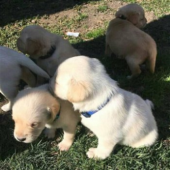 Labrador retriever-puppy's - 0