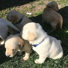 Labrador retriever-puppy's