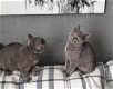 Schattige Britse korthaar kittens voor adoptie - 0 - Thumbnail