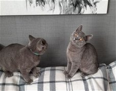 Schattige Britse korthaar kittens voor adoptie