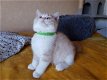 Brits korthaar kittens - 0 - Thumbnail