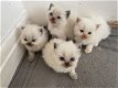 Absoluut verbluffende Perzische kittens - 0 - Thumbnail