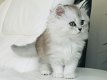 Prachtige Schotse kittens - 0 - Thumbnail