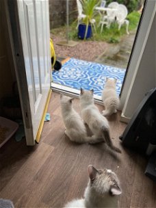 Schitterende kleine Ragdolls-kittens