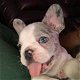 schattige Franse bulldog - 1 - Thumbnail