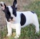 schattige Franse bulldog - 2 - Thumbnail