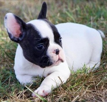 schattige Franse bulldog - 3