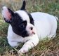 schattige Franse bulldog - 3 - Thumbnail