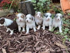 Australische herder pups