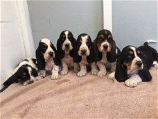 Verbluffende Basset Hound-puppy's