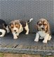 Mooie beagle puppy's - 0 - Thumbnail