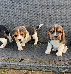 Mooie beagle puppy's