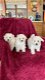 Bichon Frise-puppy's - 0 - Thumbnail