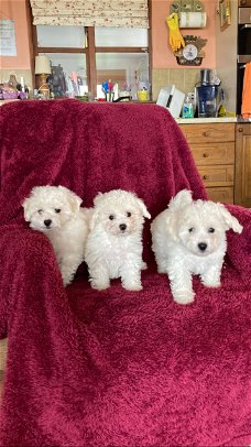 Bichon Frise-puppy's